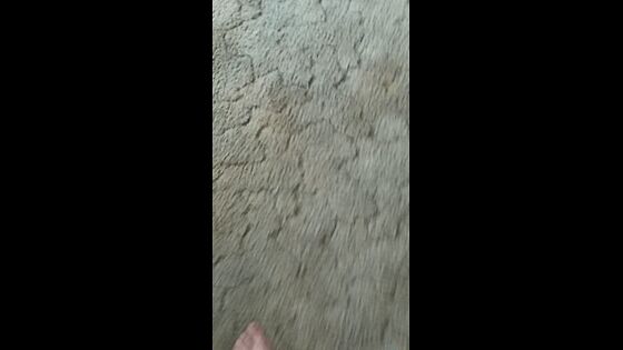 panties small ass twerking
